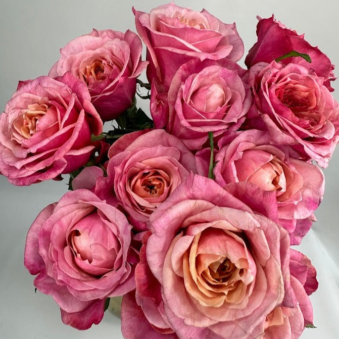 A Dozen David Austin Garden Roses