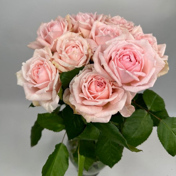 A Dozen David Austin Garden Roses