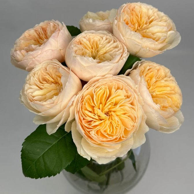 A Dozen David Austin Garden Roses